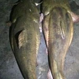 Meet your Posher, Bobby